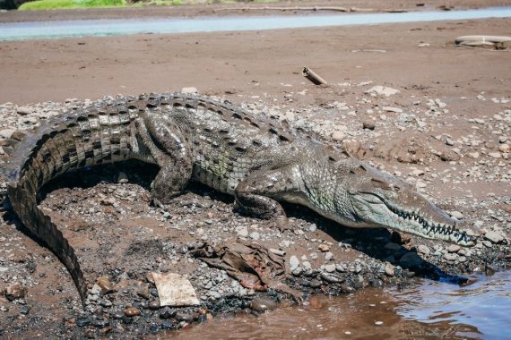 A large crocodile rests by the riverbank under the sun, showcasing its powerful physique in the wild.